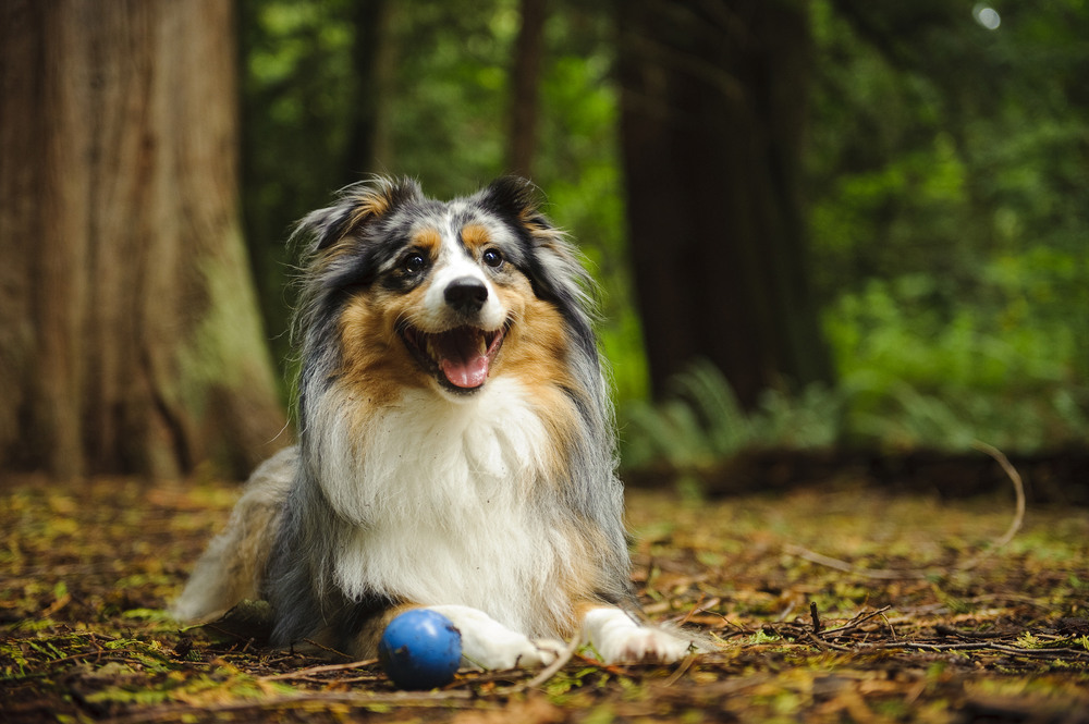 Hond met bal in het bos op een vuurwerkvrij park