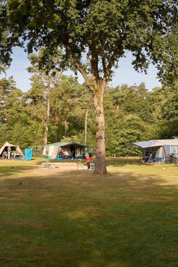 Camping in Nederland: kamperen in Nederland op de mooiste plekjes